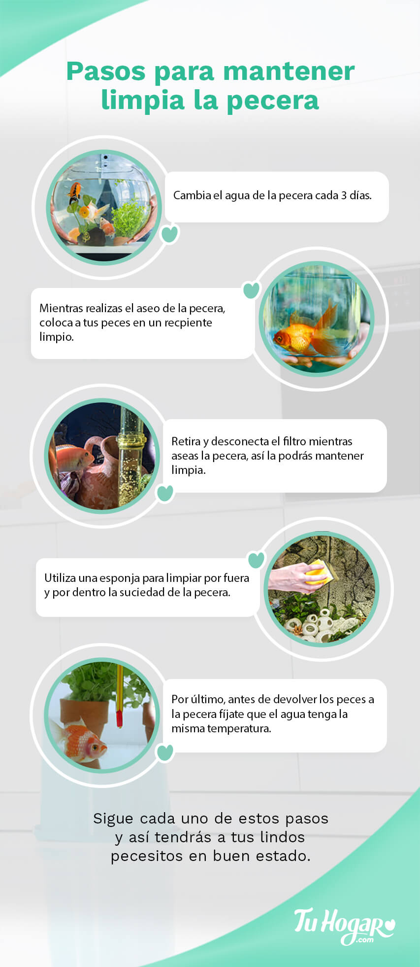infografia pasos para mantener la pecera limpia