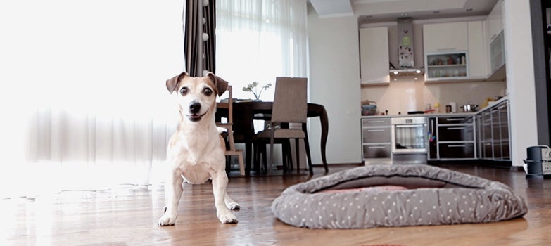Perro de mascota en el interior de la casa al lado de su cama