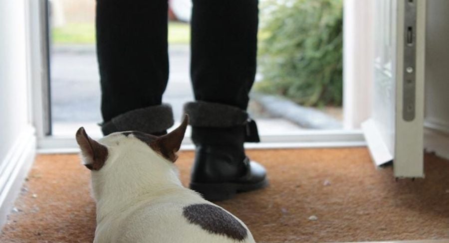 Prepara tu hogar para tu mascota