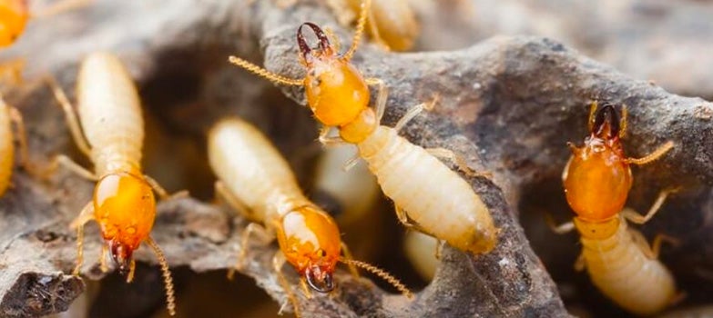 colonia de termintas