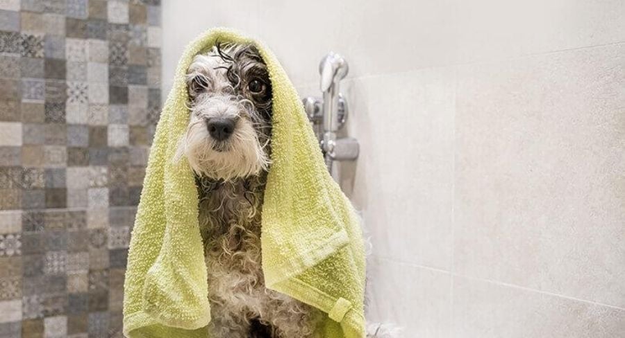 Cómo limpiar una casa con mascotas y quitar el mal de orín