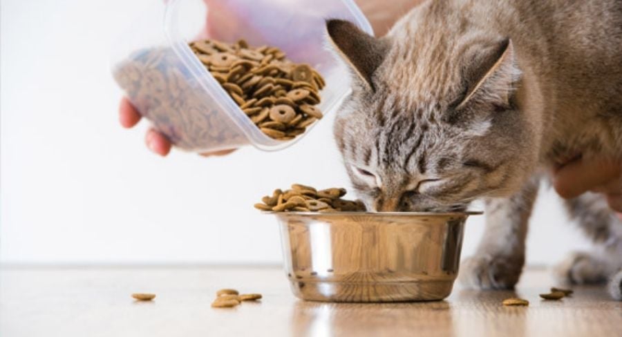 Desventajas de tener mascota en casa: Tiempo que requiere el cuidado y acompañamiento