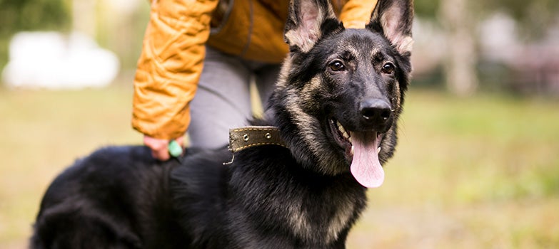 Perro de gran tamaño al aire libre