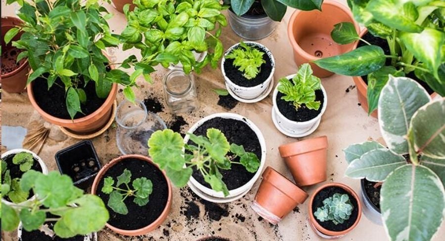 Macetas con variedad de plantas