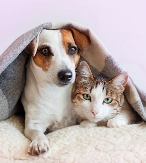 como-eliminar-pulgas-de-la-casa-thumbnail