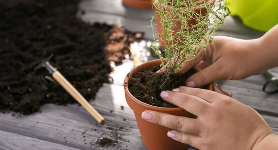 persona plantando brotes