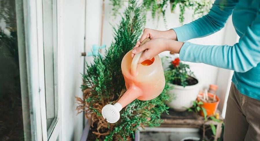 Persona regando las plantas